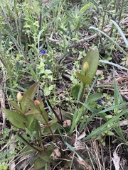 Clematis gentianoides