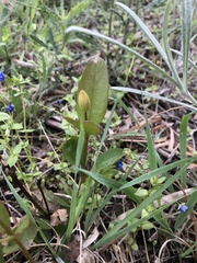 Clematis gentianoides