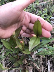 Clematis gentianoides