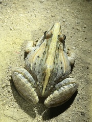 Ptychadena mossambica