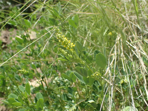 iNaturalist observation photo of small melilot