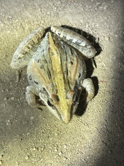 Ptychadena mossambica