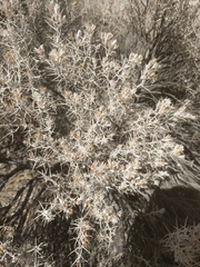 Tetradymia stenolepis