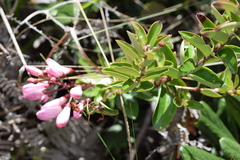 Bejaria