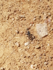 Camponotus suffusus