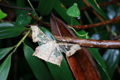 Krananda semihyalina