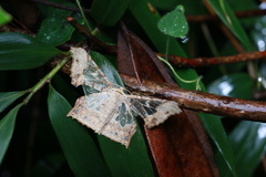 Krananda semihyalina