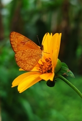 Tegosa anieta