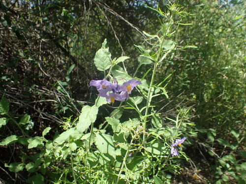 iNaturalist observation photo of purple nightshade