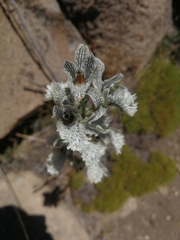 Chloraea prodigiosa