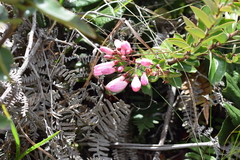 Bejaria