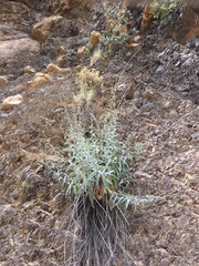 Stephanomeria cichoriacea