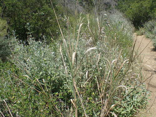 iNaturalist observation photo of giant wild rye