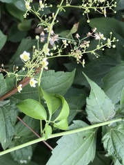 Neoalsomitra clavigera