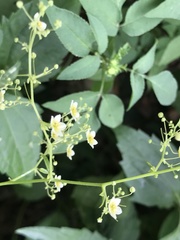 Neoalsomitra clavigera