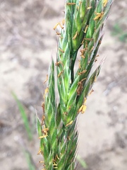 Bromus maritimus