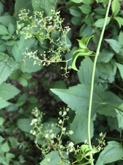 Neoalsomitra clavigera