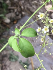 Neoalsomitra clavigera