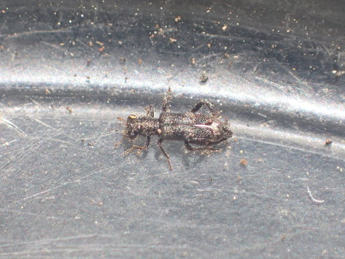 iNaturalist observation photo of Phyllobaenus