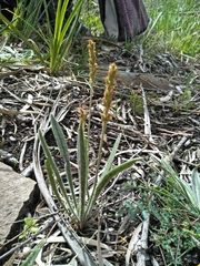 Plantago varia