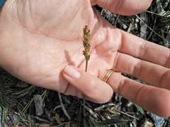 Plantago varia