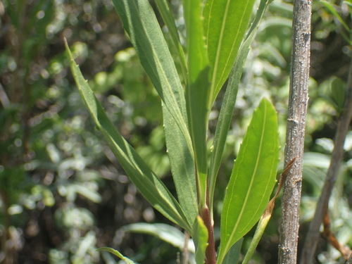 iNaturalist observation photo of mule fat