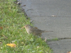 Zonotrichia leucophrys