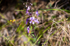 Angelonia ciliaris