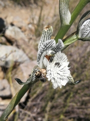 Chloraea prodigiosa