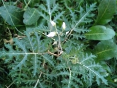 Solanum sisymbriifolium