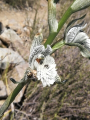 Chloraea prodigiosa