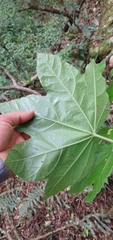 Oreopanax fulvus