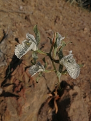 Chloraea prodigiosa