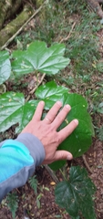 Oreopanax fulvus