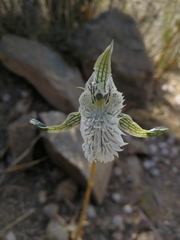 Chloraea prodigiosa