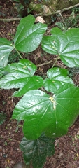 Oreopanax fulvus