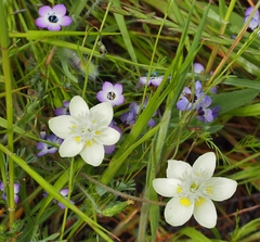Platystemon californicus