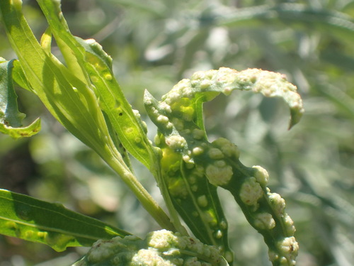 iNaturalist observation photo of Mule Fat Blister Mite