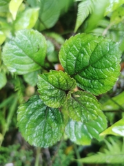 Plectranthus ciliatus