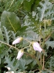 Solanum sisymbriifolium