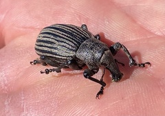 Lyperobius cupiendus