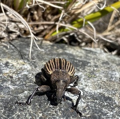 Lyperobius cupiendus