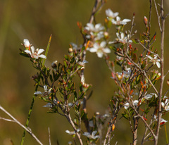 Leptospermum semibaccatum