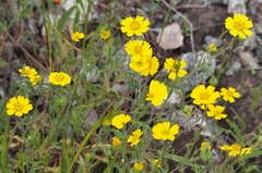 Layia gaillardioides