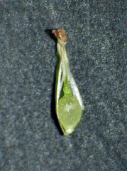 Fimbristylis pauciflora