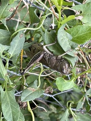 Melanoplus differentialis