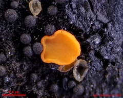 Orbilia xanthoguttulata