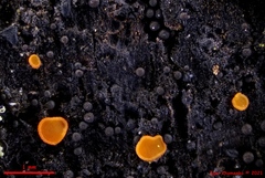 Orbilia xanthoguttulata