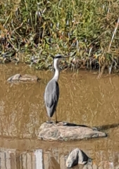 Ardea cinerea