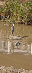 Ardea cinerea